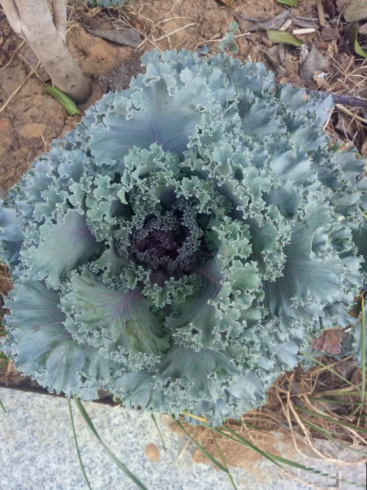 这一棵菜似脸盆大，冰天雪地里照样长，模样美丽堪称冬天一朵花！
