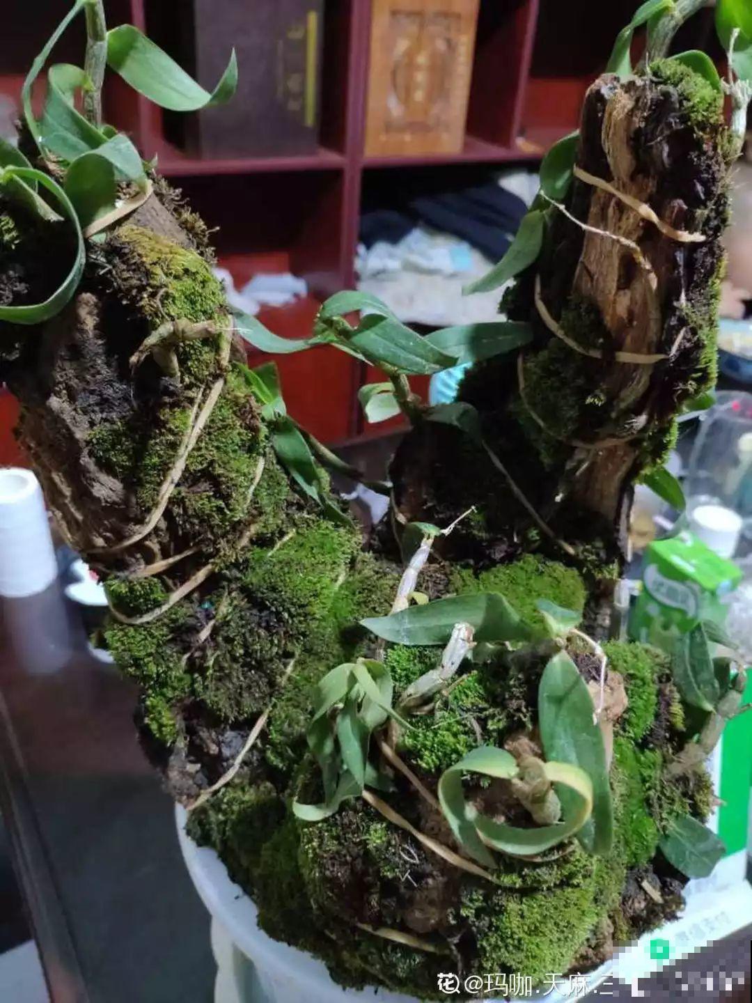 4种花不能用土养，一浇水就烂根，后悔都来不及！