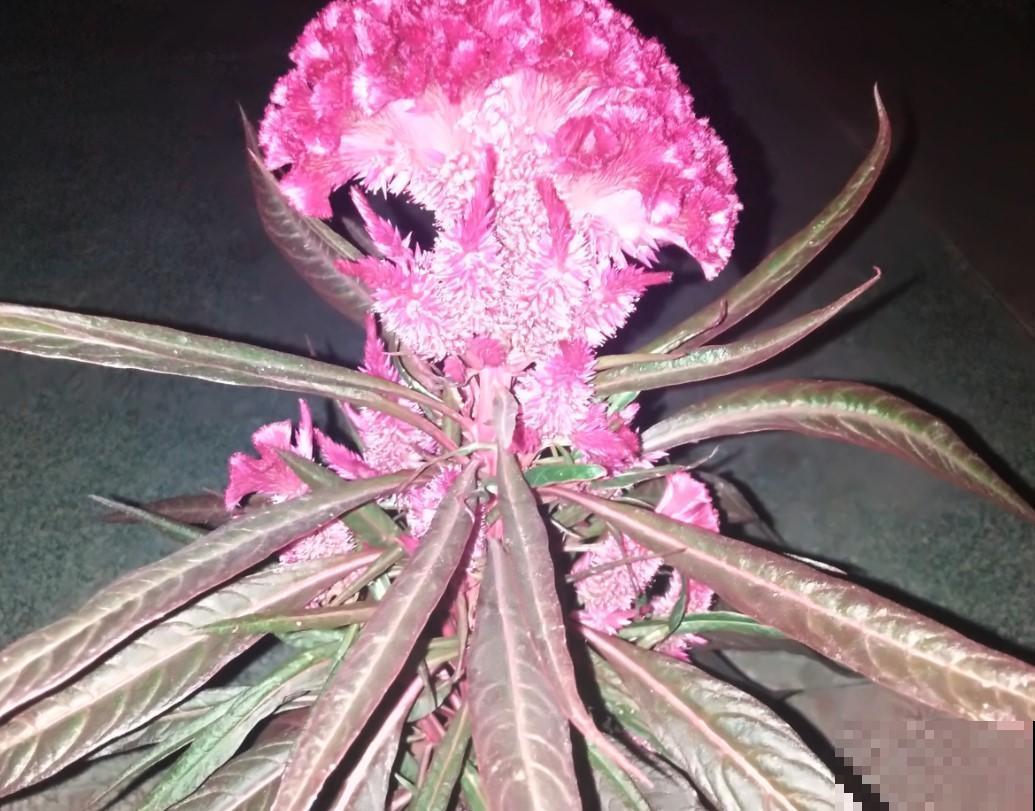 鸡冠花很好养，开花一簇簇的，现在却不常见了！
