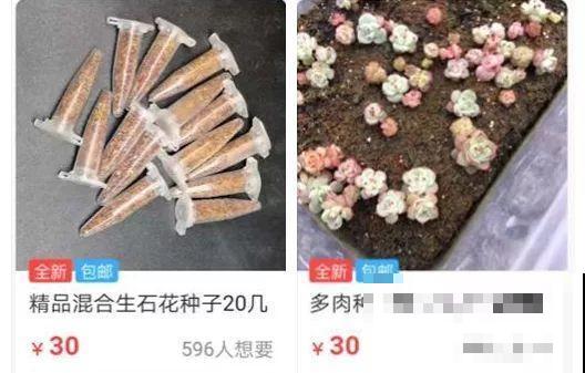 跟着他养多肉，年年不用买，结的种子撒土里就发芽！