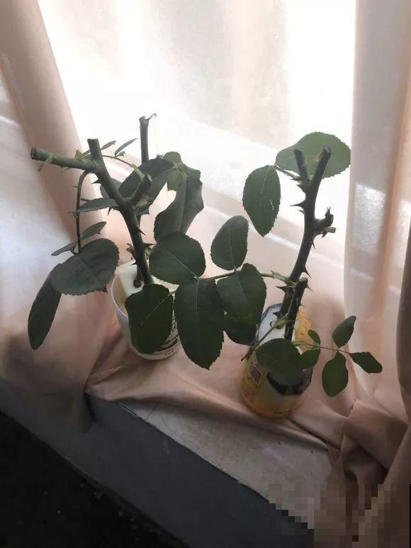 这花就得虐着养，套个袋子捂一捂，揭开立马冒花苞！