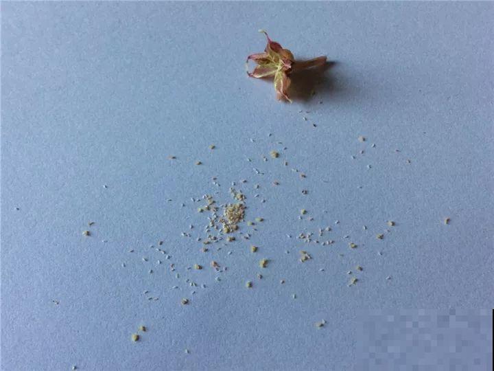 跟着他养多肉，年年不用买，结的种子撒土里就发芽！