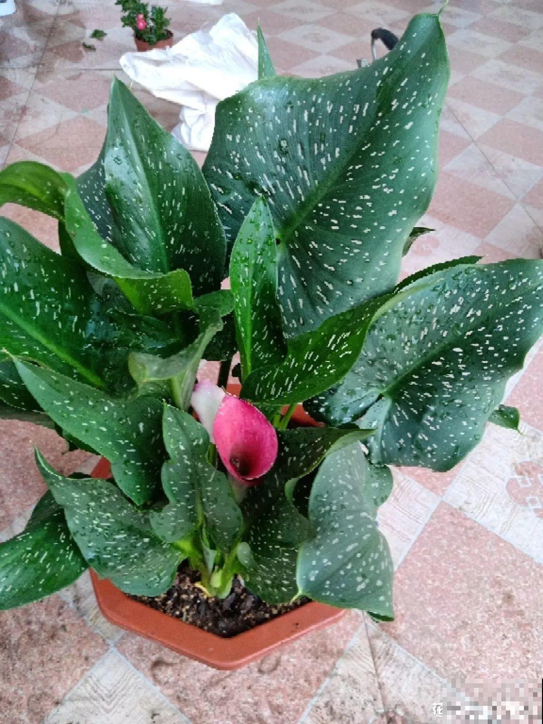 这花特皮实，少浇水、多晒太阳，开花2个月不歇气！
