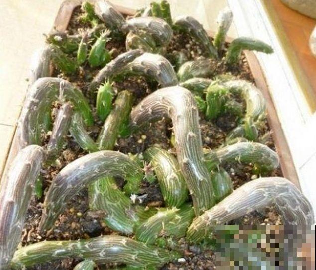 这6种多肉，刚买的时候丑的吓人，先别急着扔，越养越贵气！