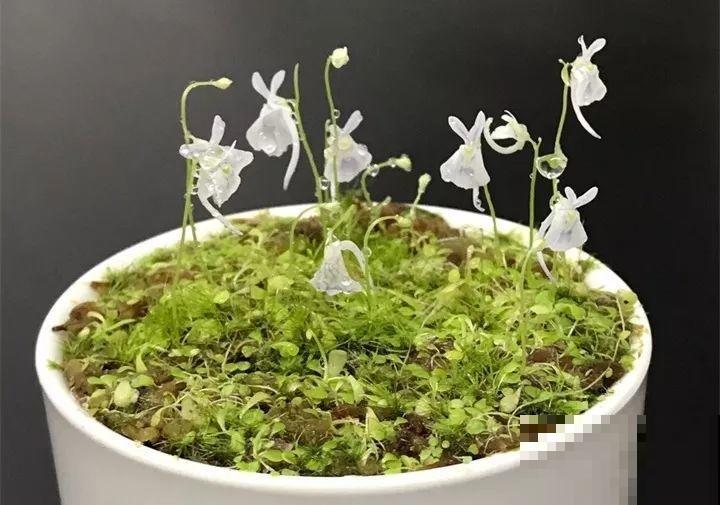 今年最时髦的11种花，摆在客厅有面子，谁见了都夸！