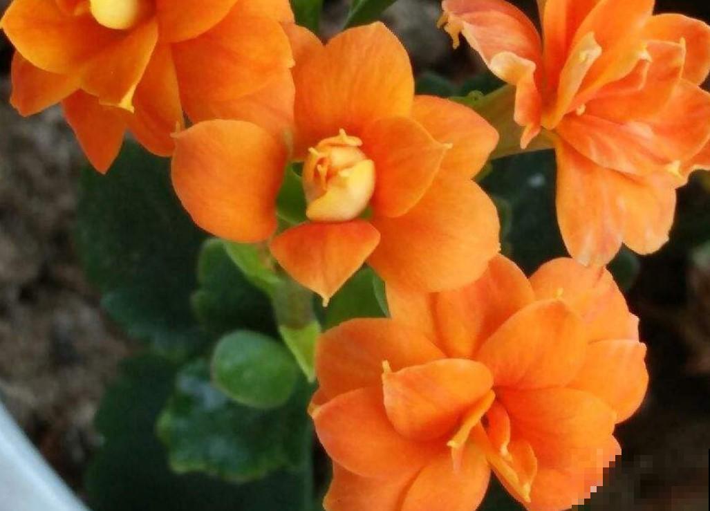 阳台来盆长寿花，花苞不断往外冒，今年过年就选他！