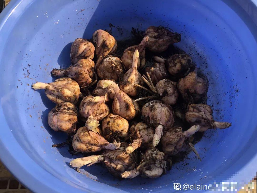 这花开败后，别着急剪叶子，小心明年不开花！