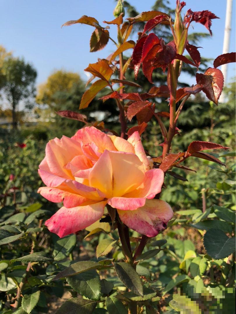 3种花适合在冬天养，天冷照样开花，养在室内太好看了