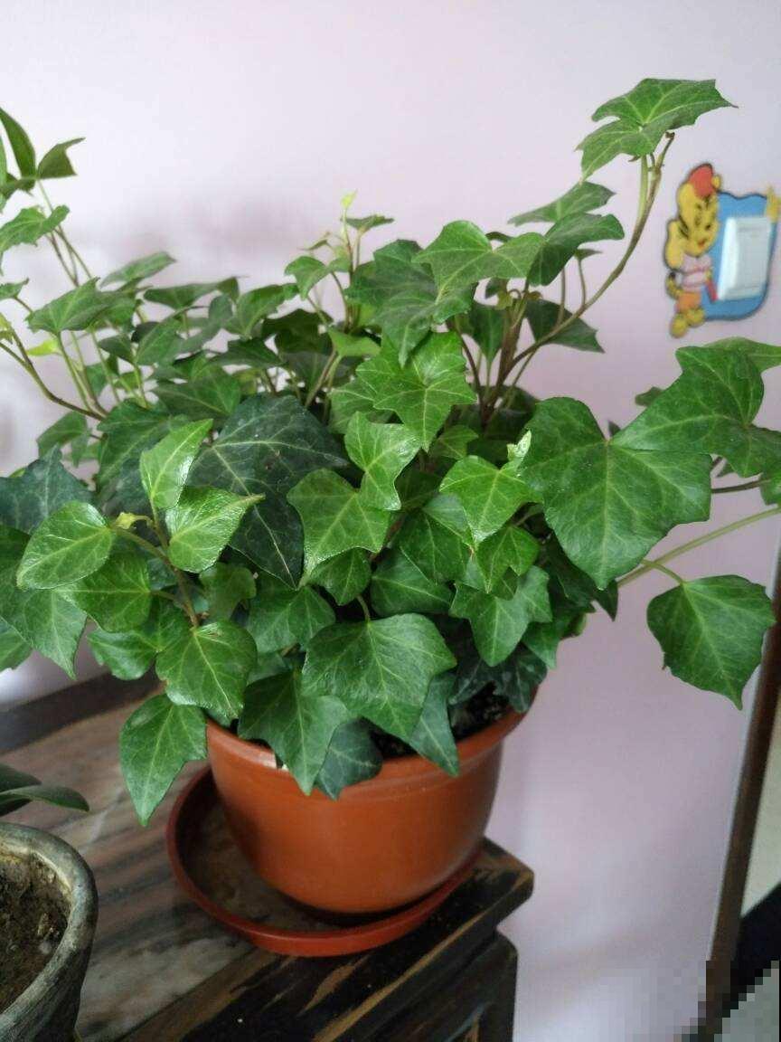 秋天你还这么浇水吗？如果再不注意，家里的花死翘翘可别哭！
