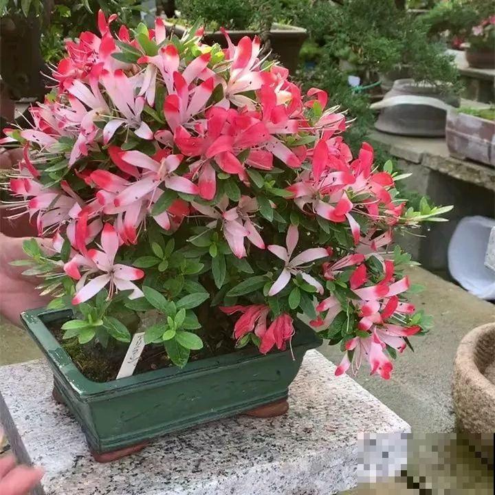 朱顶红催花小技巧，剪叶子冻一冻，过年准时开！