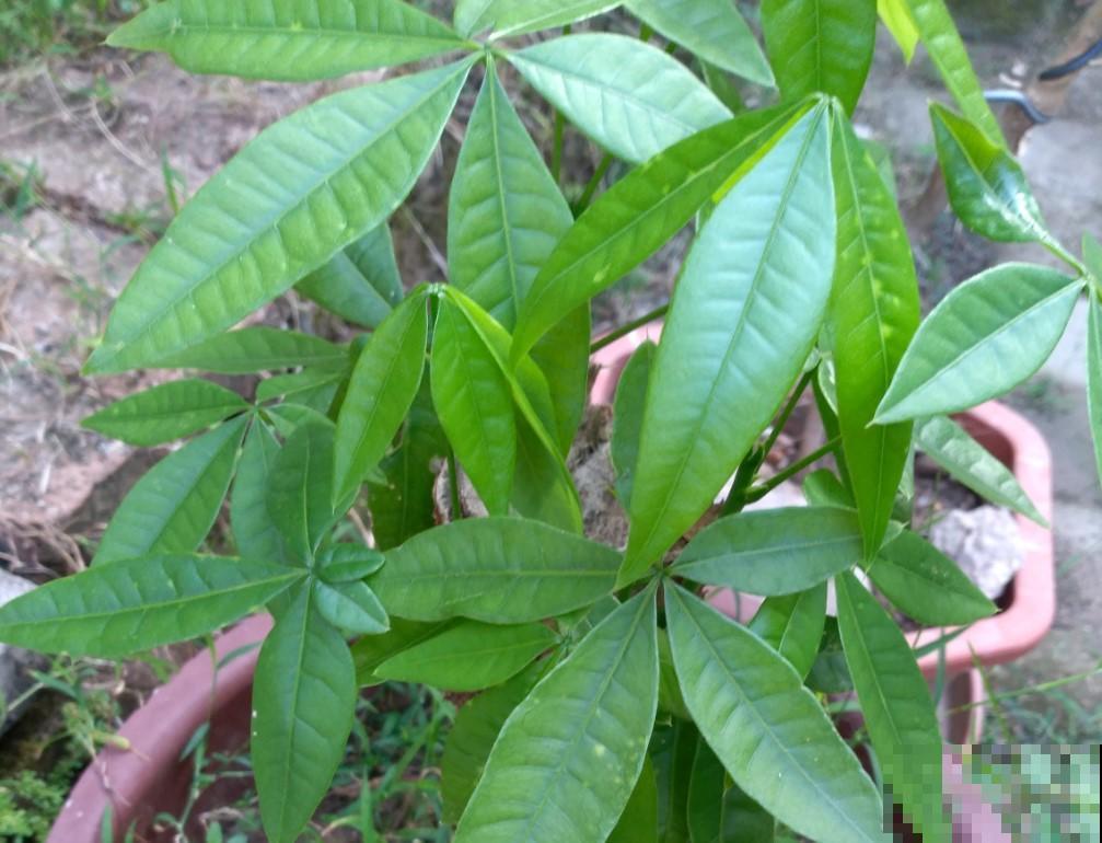 4种摆放的玄关植物，寓意好，门口的脚臭都清除掉！