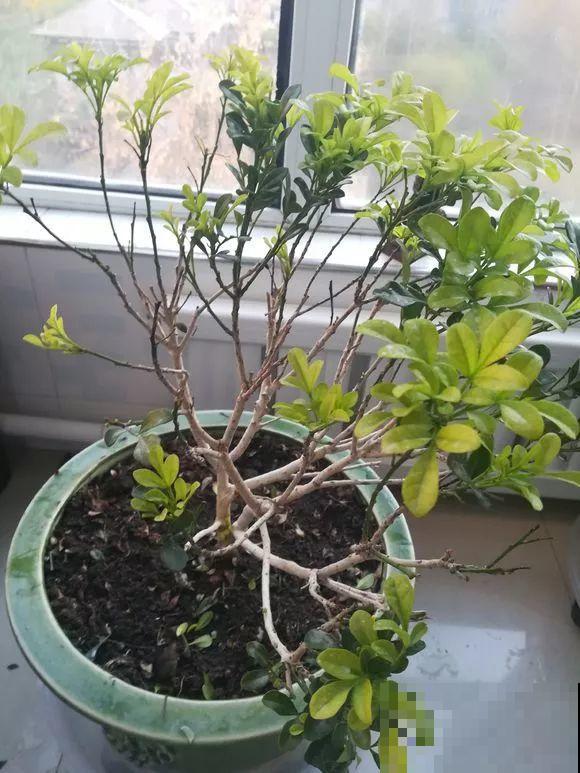 8种花秋冬要穷养，水一多就烂根，再不救只剩空盆！