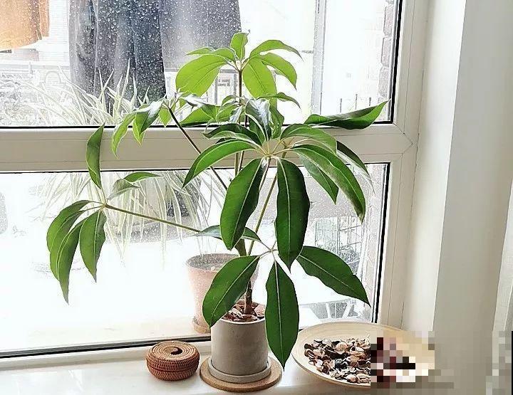 20种耐阴花，比绿萝好养，摆客厅名贵又有范儿！