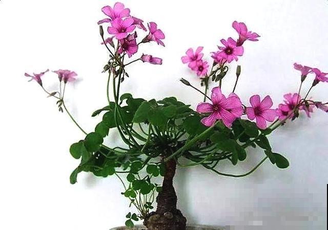 原来这种植物也能长成老桩盆景，只因为用了这一招，形态太奇特了