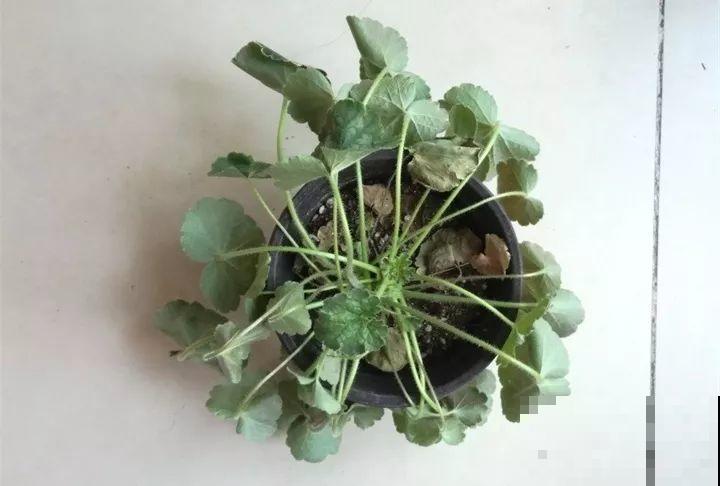 30种花冬天浇水技巧，根不烂，来年春天猛蹿新叶！