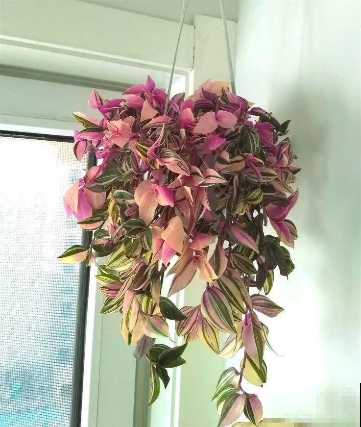 2种耐阴花，摆家里有格调，比绿萝吊兰都好看！