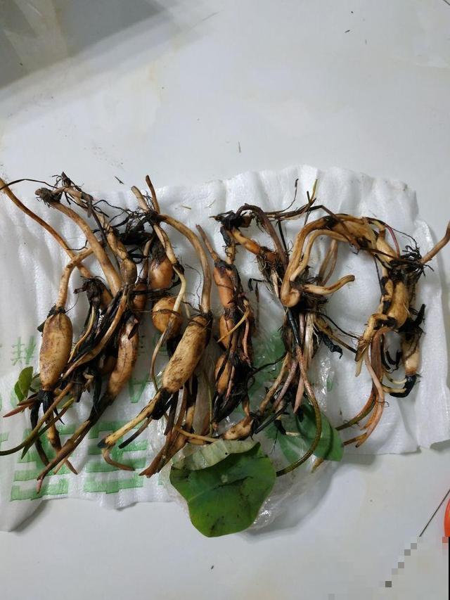 找个塑料盆，再去挖点泥，阳台就能种藕