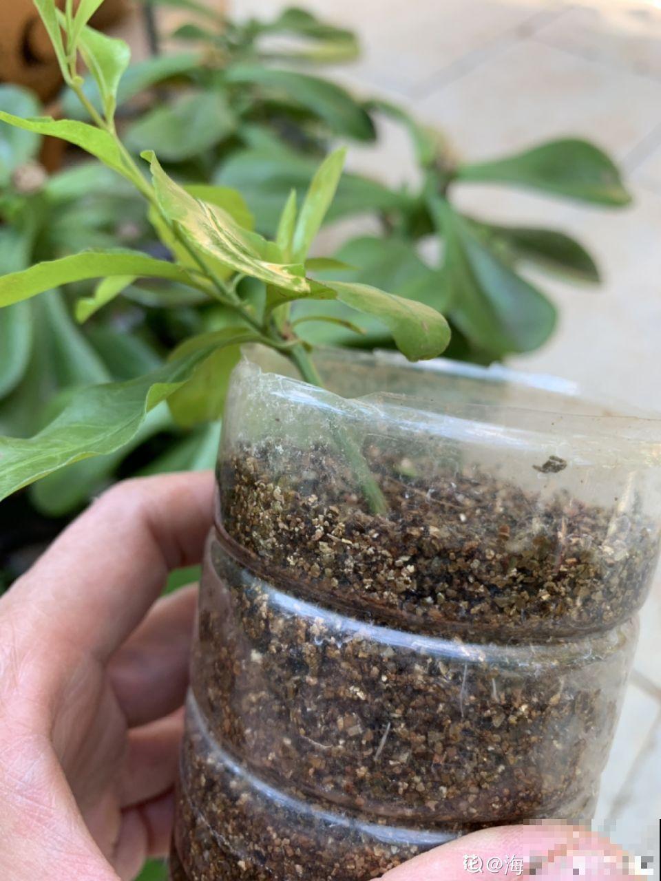 今年最火的福气花，一次能开上百朵，个个都像小灯笼！