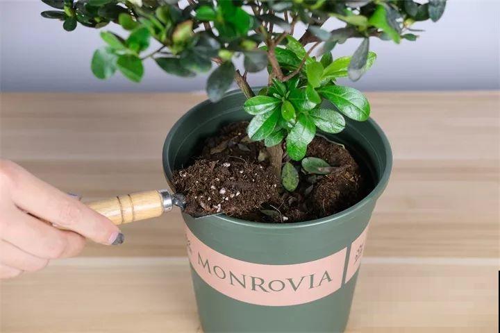 越老越值钱的花，修修剪剪，养两年身价翻倍涨！