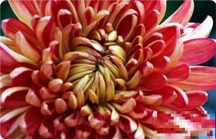 农村人喜欢养的3种花，成本低开花易，绿叶闪亮像冒油