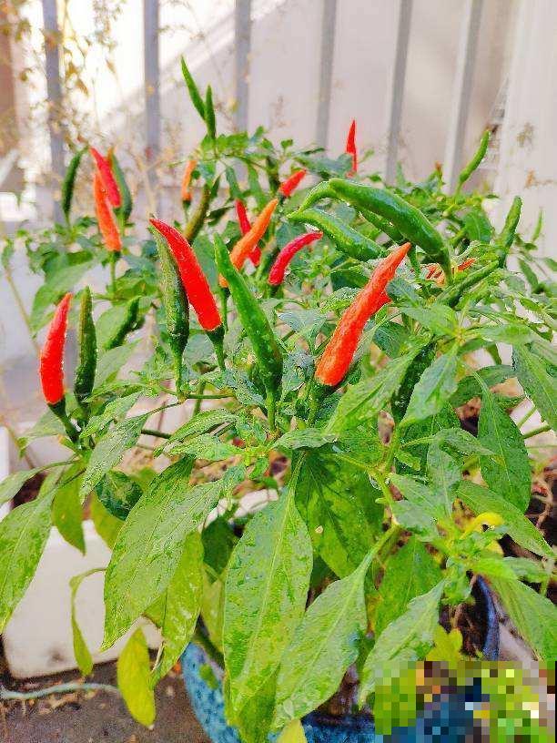 在家养辣椒，花朵色彩鲜艳很好看，不结果怎么办