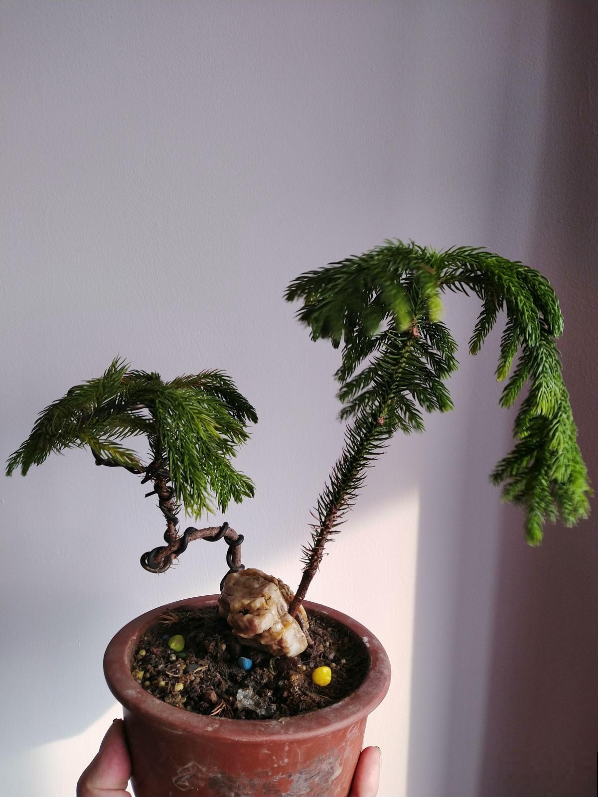 这几种植物越小越可爱，冬天放茶几上就能养，晒晒太阳长势倍棒