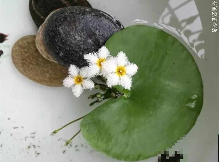 今年最时髦的11种花，摆在客厅有面子，谁见了都夸！