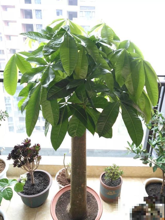 8种花秋冬要穷养，水一多就烂根，再不救只剩空盆！