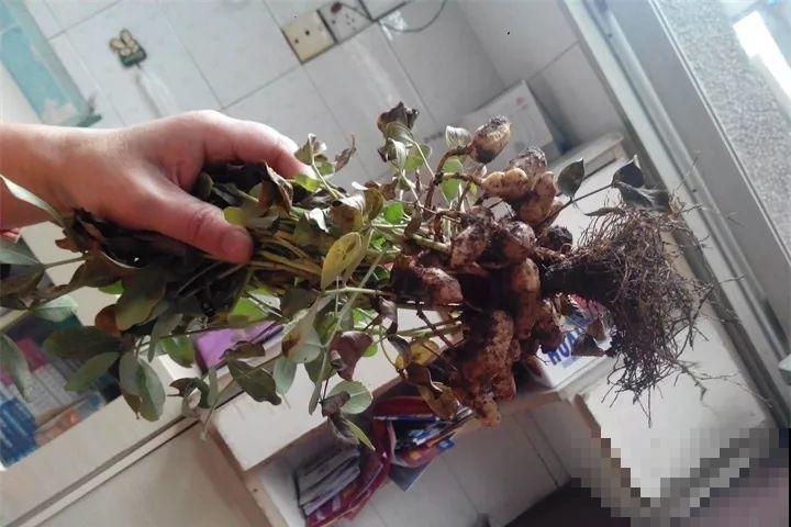花生去壳丢水里，能吃能赏能结果，比绿萝还小清新！