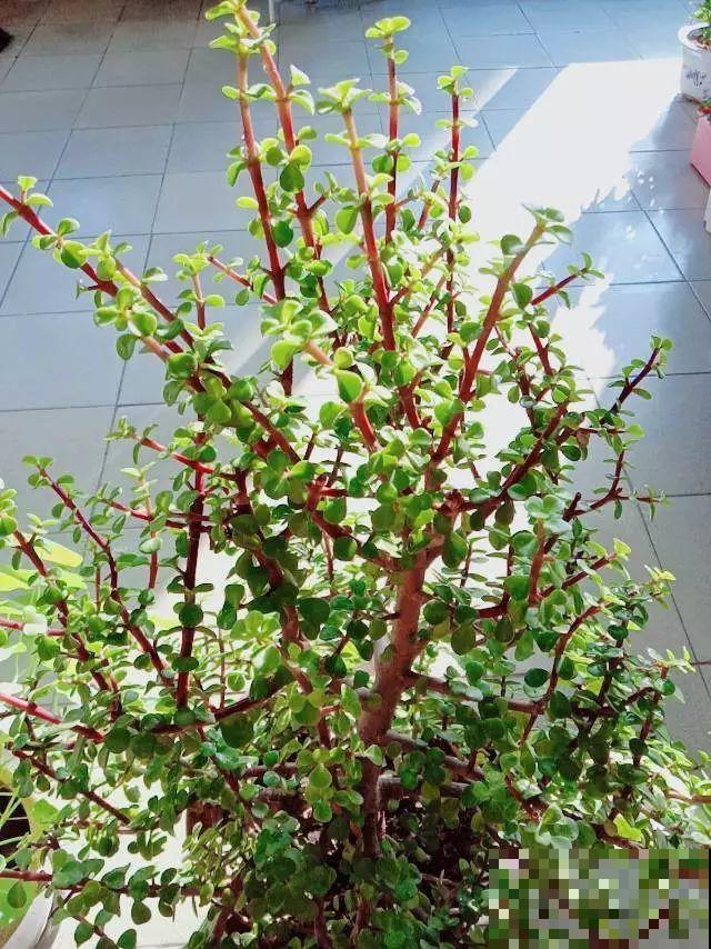 8种花，沾土就活，特有成就感，养一次就上瘾！