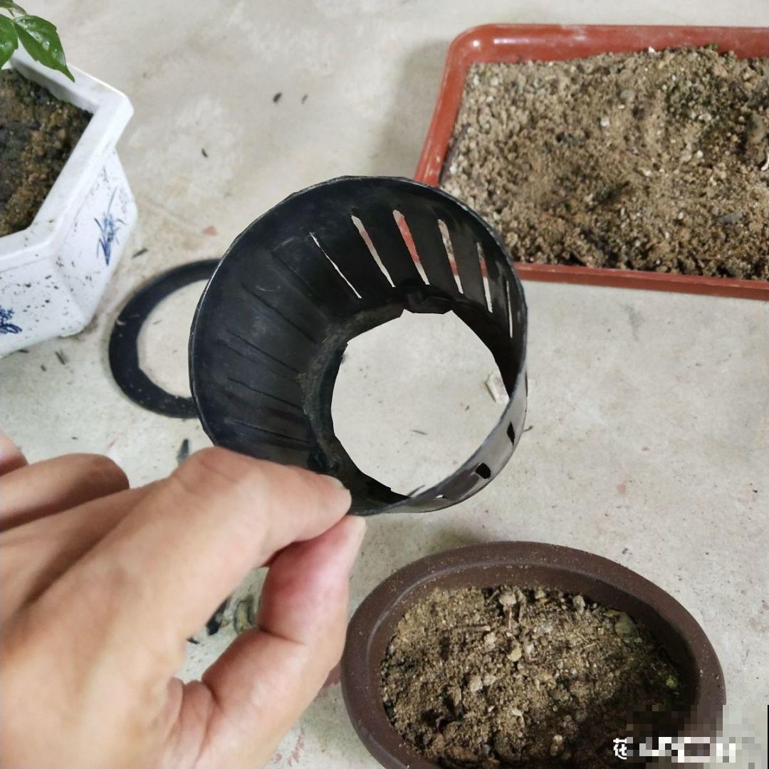 张大爷把花拽一拽，1个月长出人参根，邻居给钱都不卖！