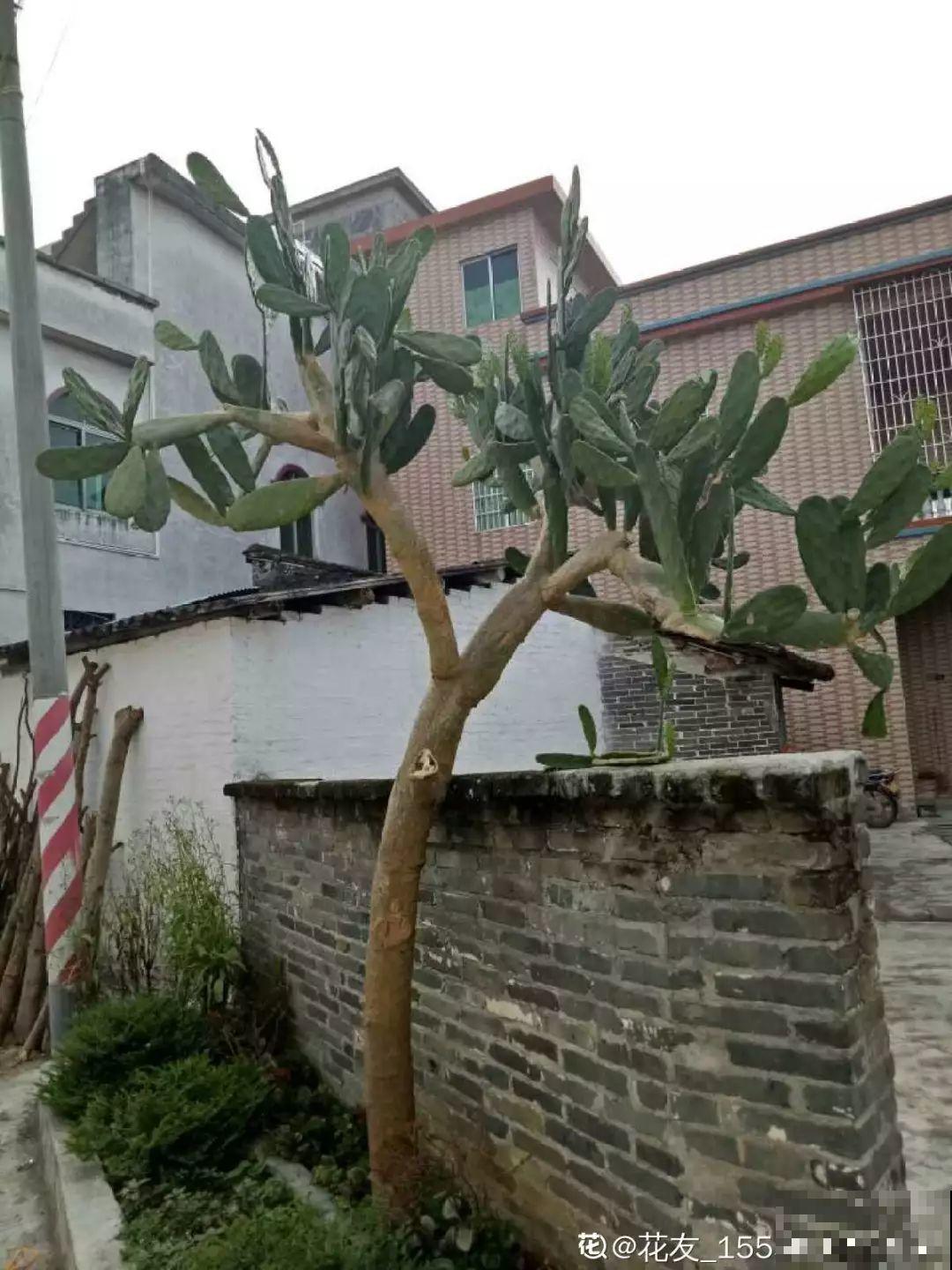 这8种花，养养就成巨无霸，3个大汉都搬不动！