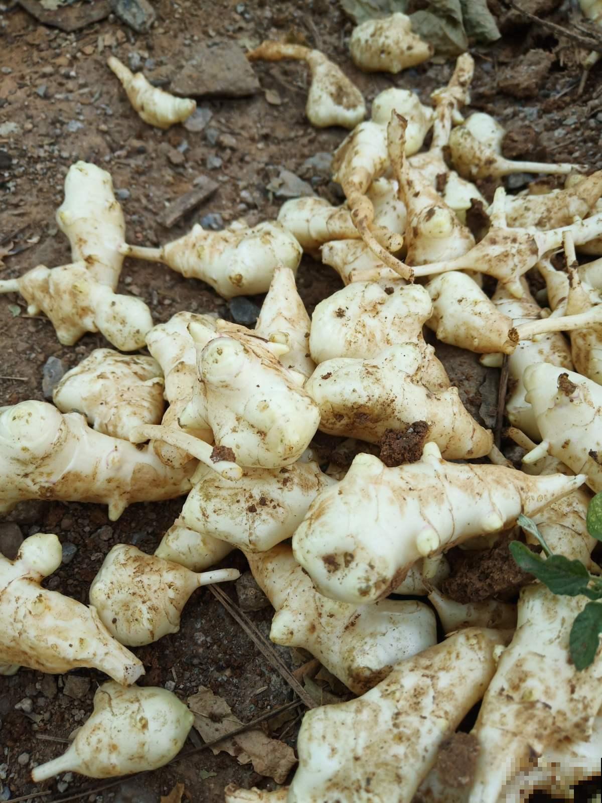 在家准备几头大蒜，可以驱虫防鼠，养花不用愁