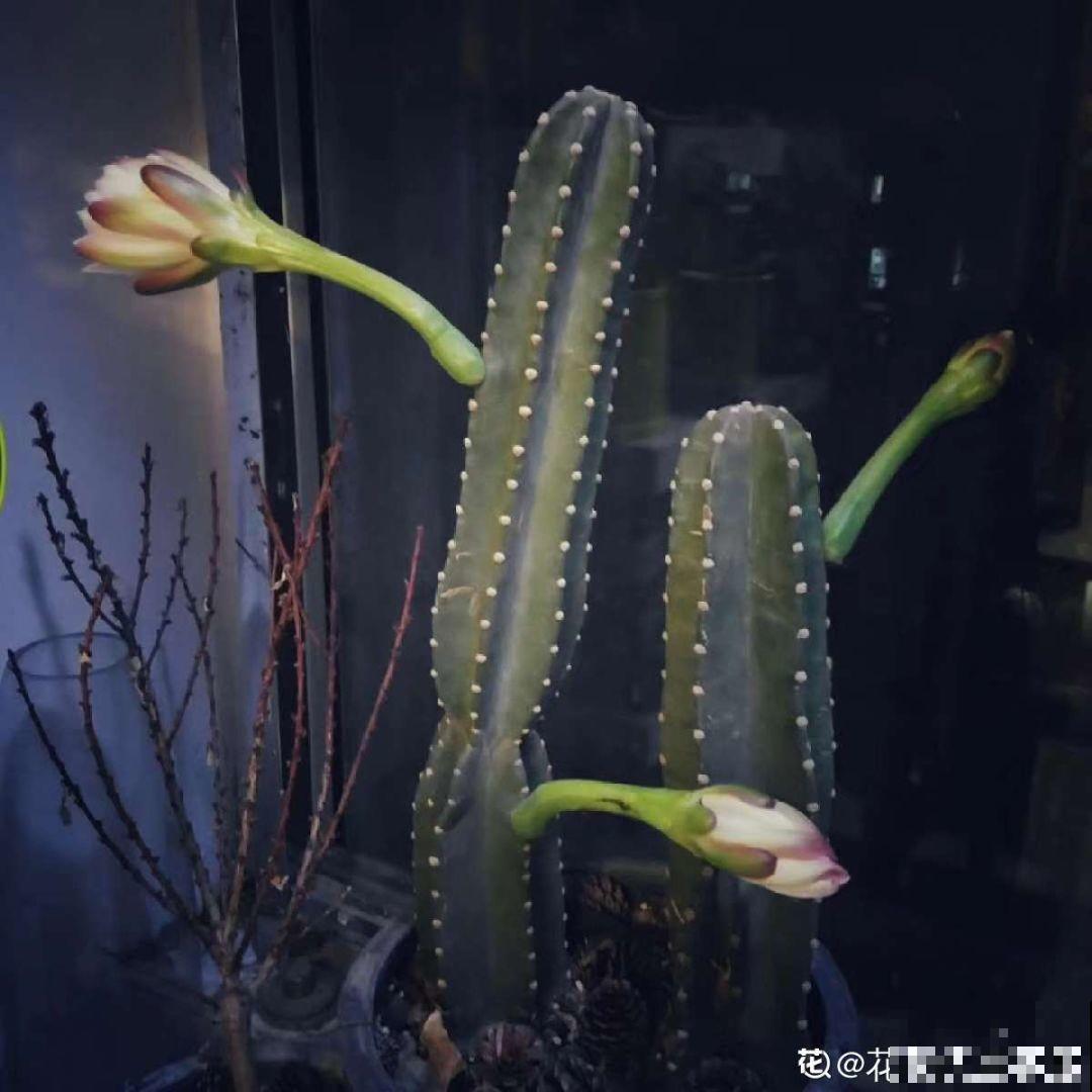 秋冬最好养的花，剪1根枝能插10盆，别再花钱买了！