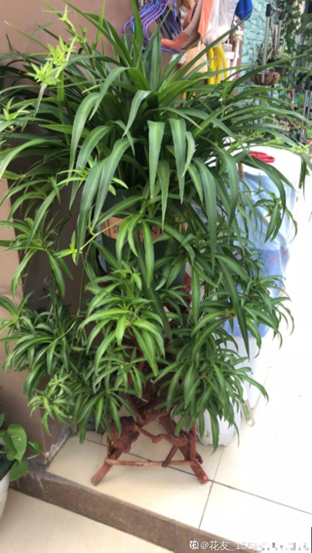 敲个鸡蛋埋土里，吊兰猛蹿个，蹭蹭长成绿瀑布！