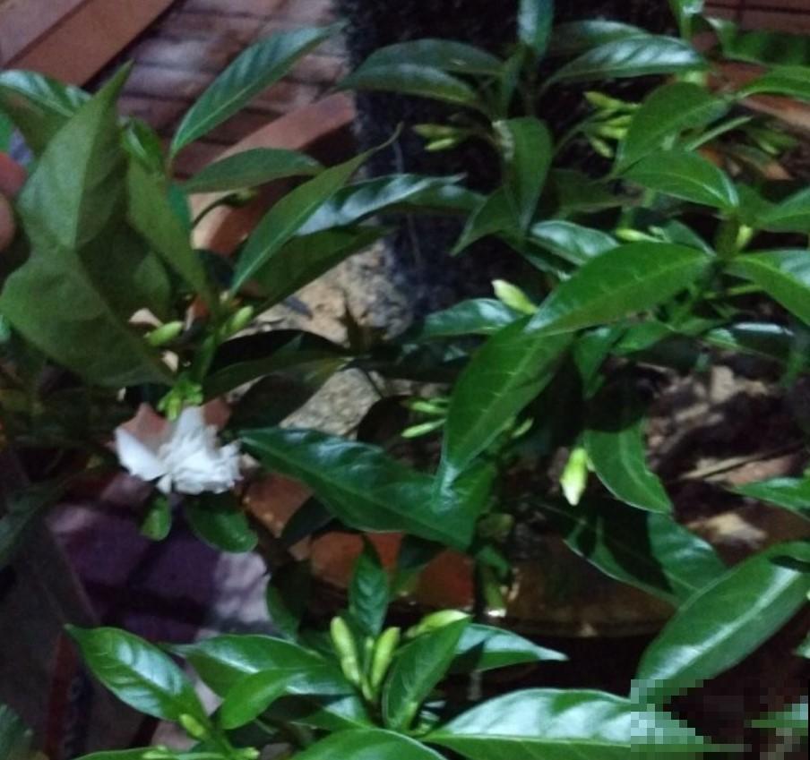 买栀子花看清楚，小心是狗牙花，不过这花值得养！