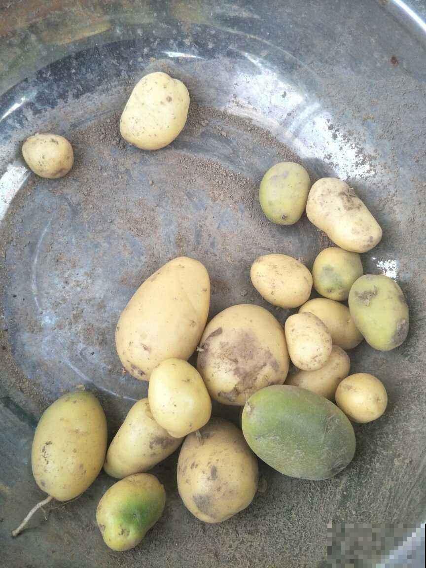 阳台种土豆，一个泡沫箱就可以搞定，让你变种菜达人