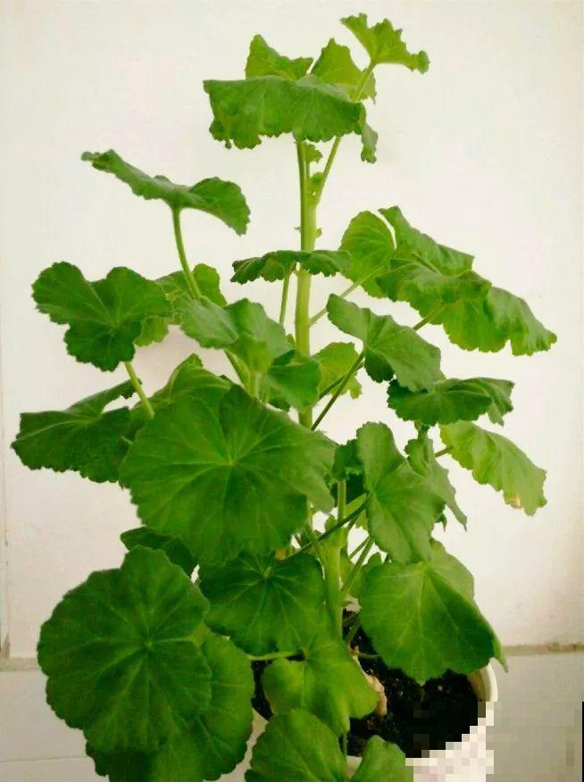 5种花不能长太高，越矮越值钱，一长高就得砍！