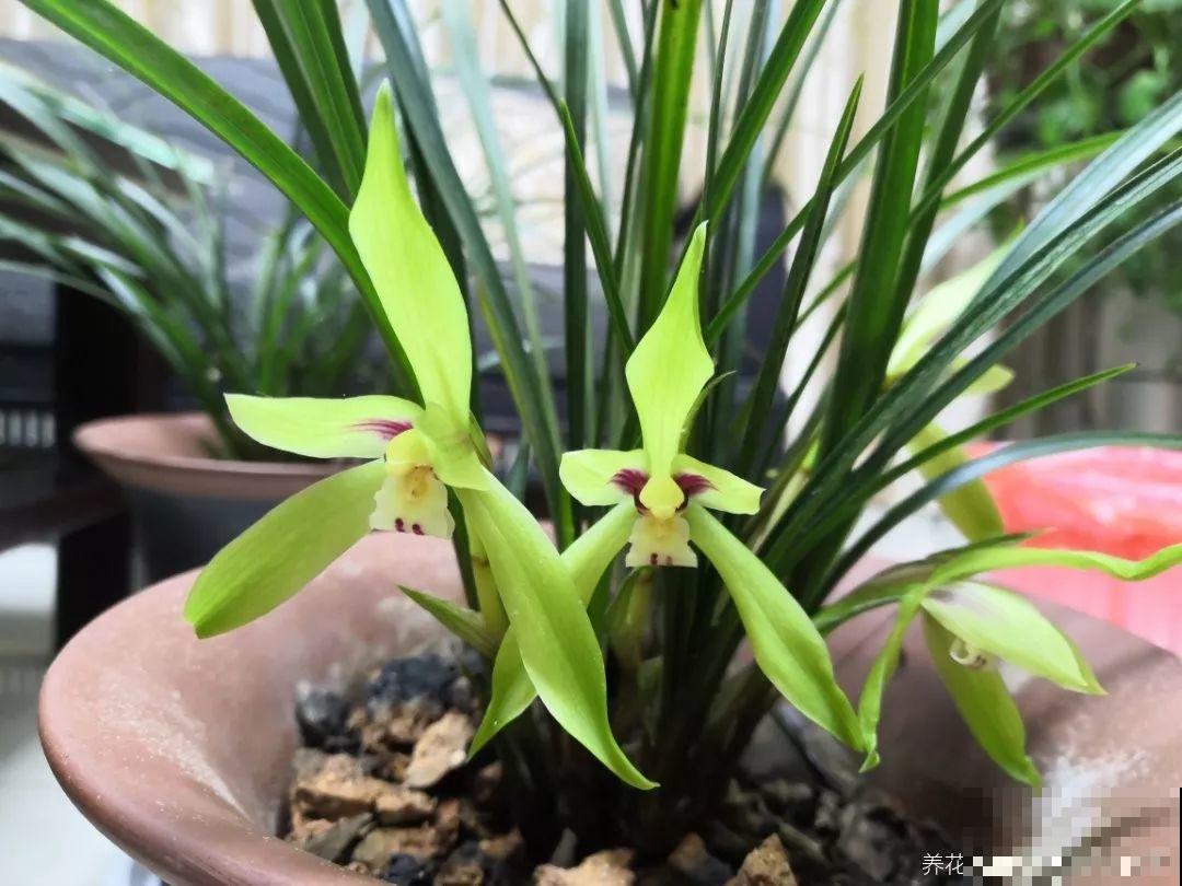 兰花最全养护要点，一年四季绿油油，开花还能香满屋！