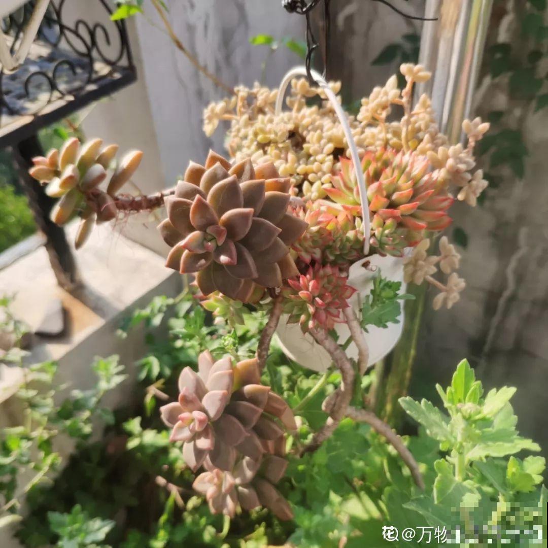 这花是个老酒鬼，灌点酒喷一喷，虫子死翘翘，叶子蹭蹭长！