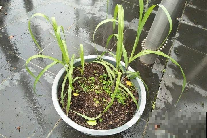 甘蔗棒子插土里，7天冒芽，来年窜到房顶高，吃不完！