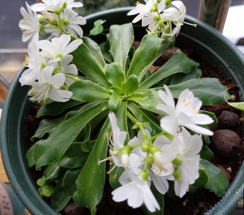 这植物开花真是惊艳到了，在家养几盆，放在院子里像花园！