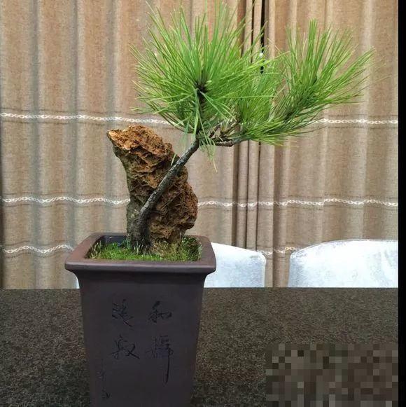 这2种盆景很值钱，不用买，一粒种子就能种出来！