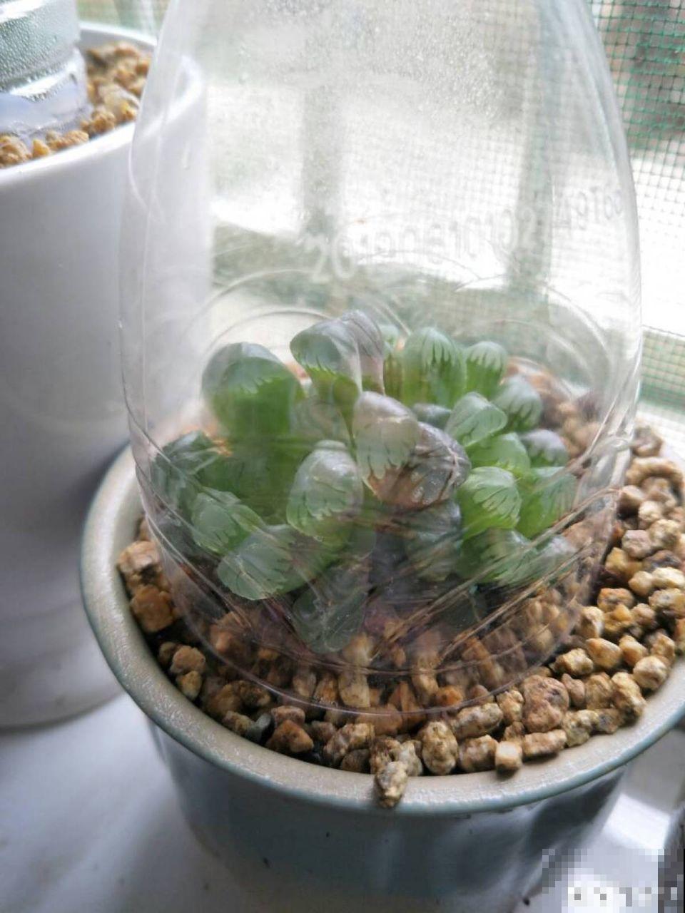 这花就得虐着养，套个袋子捂一捂，揭开立马冒花苞！