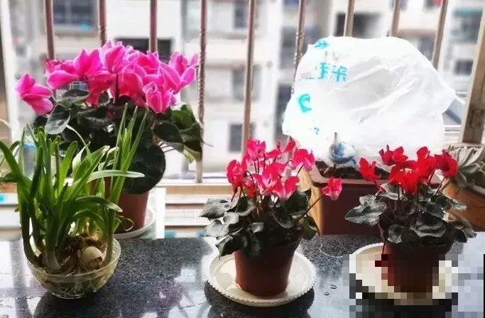 30种花冬天浇水技巧，根不烂，来年春天猛蹿新叶！