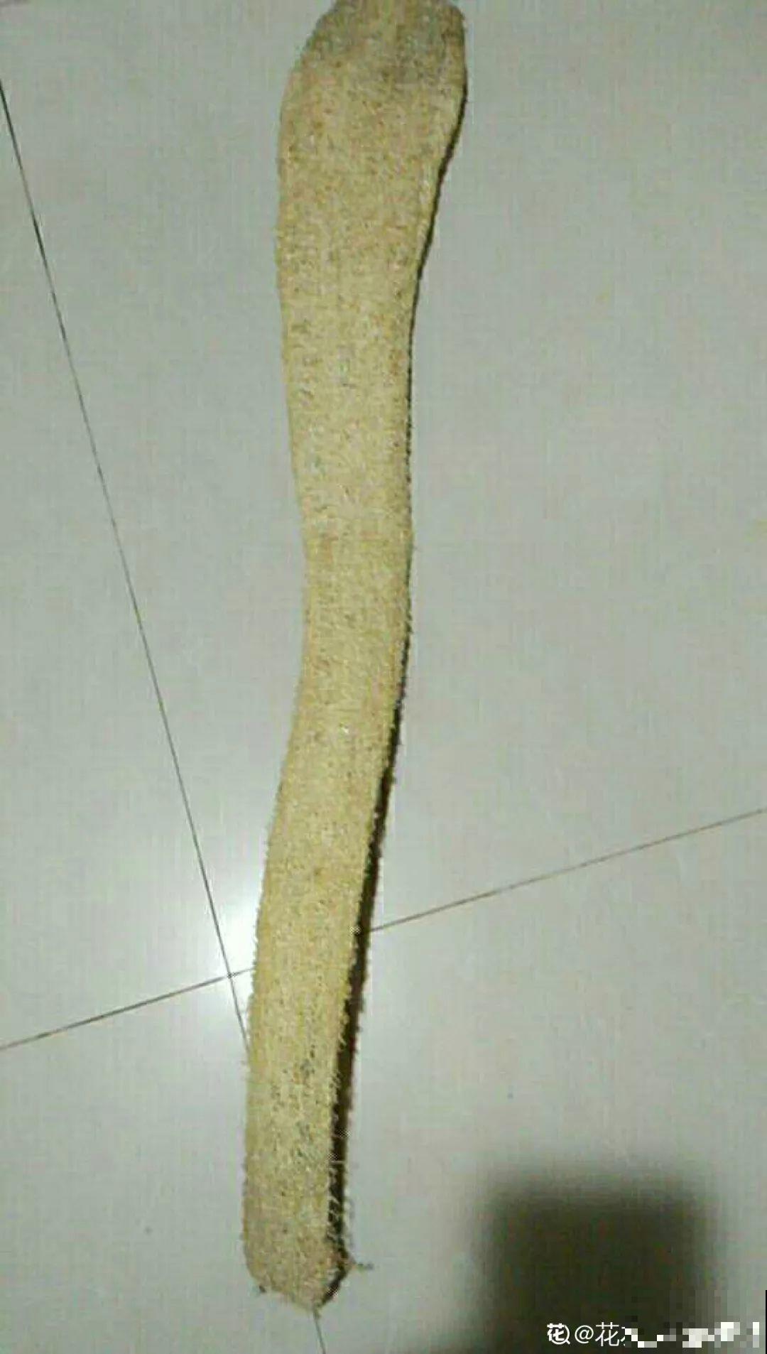 老丝瓜不要丢，剪碎了垫盆底，养花10年不烂根！