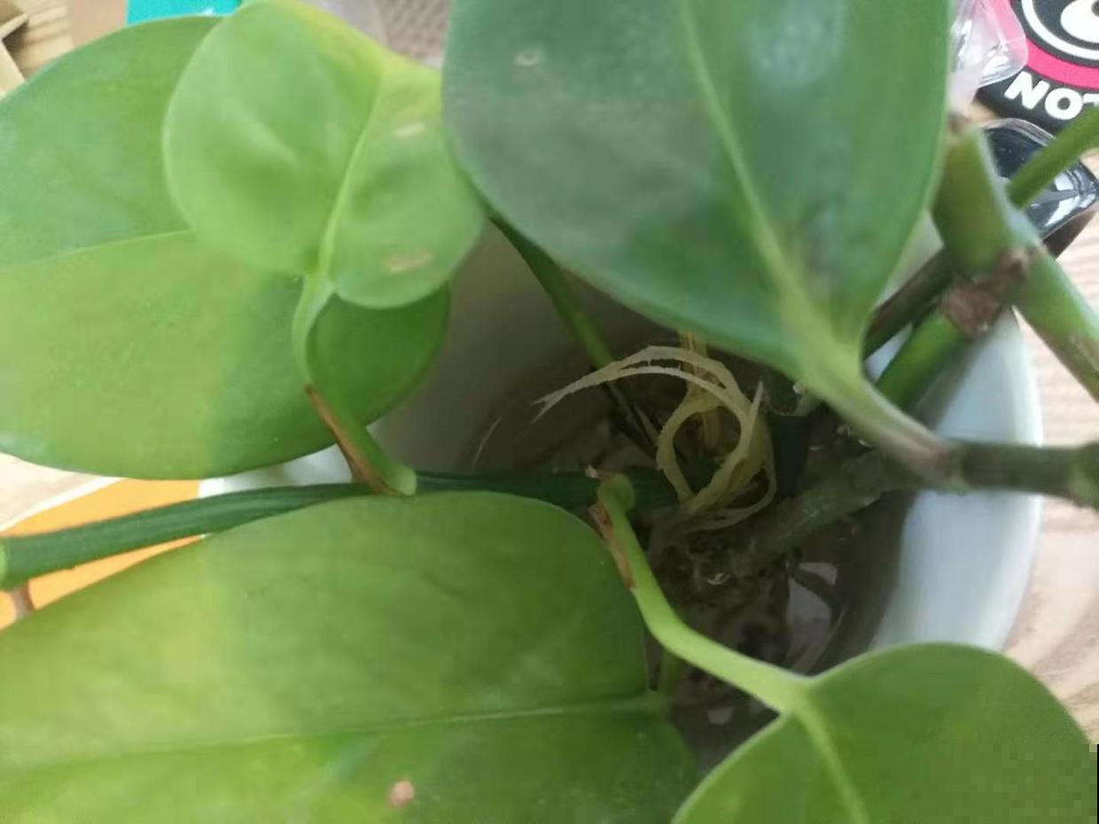 分享养绿萝小经验，回家也这么干，绿萝两周就发芽！