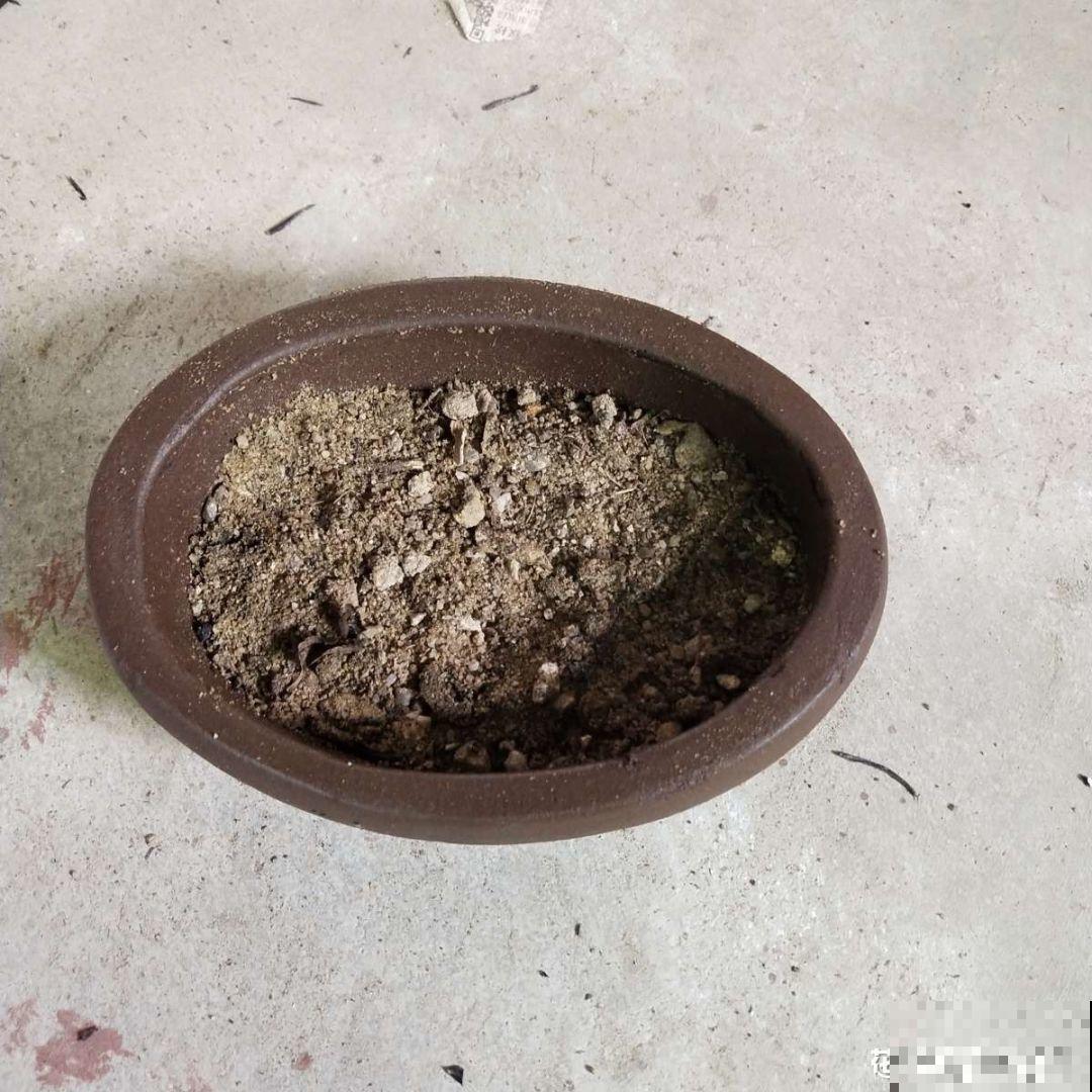 张大爷把花拽一拽，1个月长出人参根，邻居给钱都不卖！