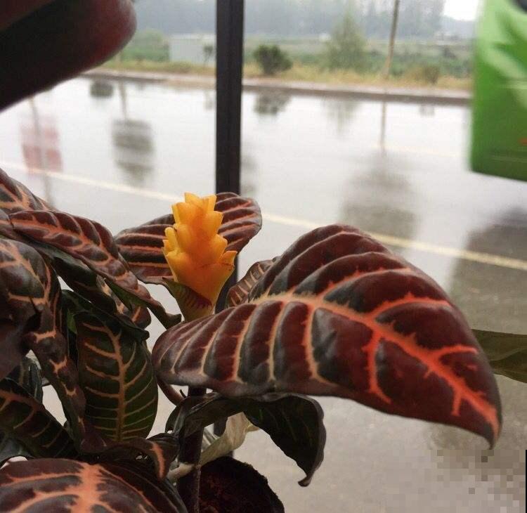 这种观叶盆栽你养过吗？叶子宽大油亮超好养，而且还能全年开花