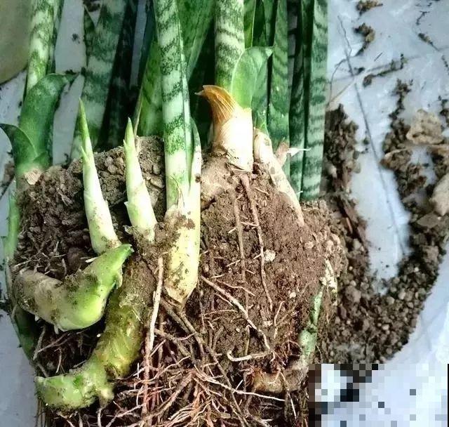 养这3种花真挣钱，今年种1棵，明年能收获一麻袋！